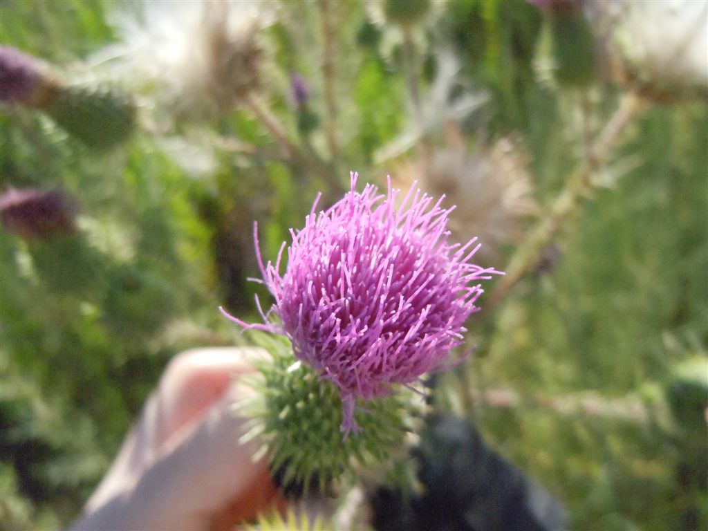 Cirsium vulgare